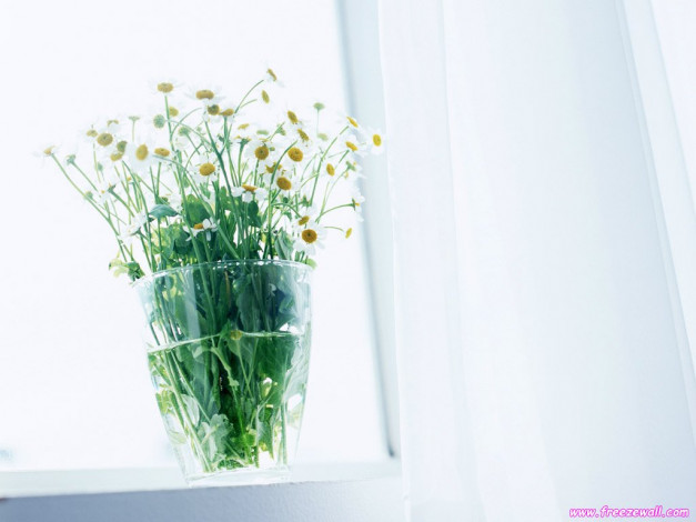 Обои картинки фото цветы, ромашки