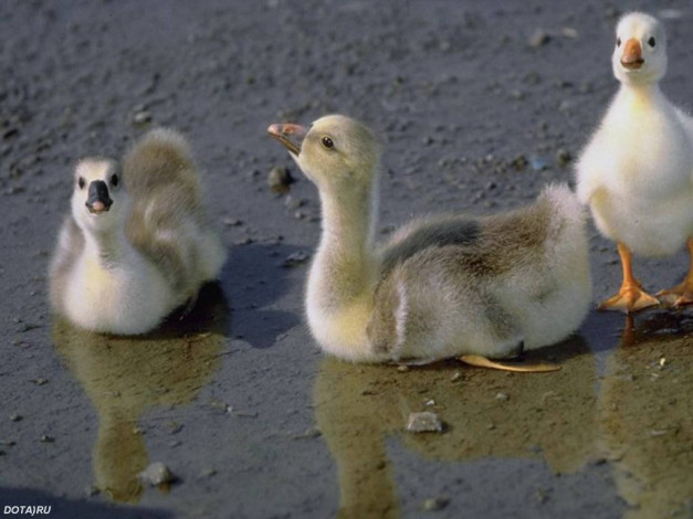 Обои картинки фото животные, гуси