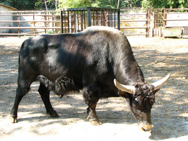 Обои картинки фото животные, коровы, буйволы