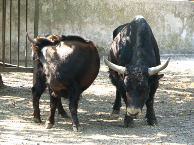 Обои картинки фото животные, коровы, буйволы