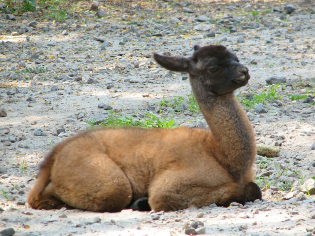 Обои картинки фото животные, ламы