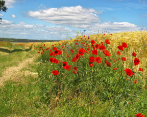 Картинка цветы маки