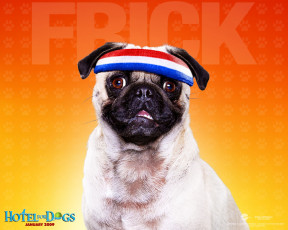 обоя hotel, for, dogs, кино, фильмы