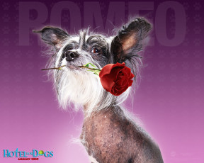 обоя hotel, for, dogs, кино, фильмы