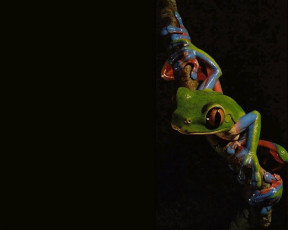 Картинка животные лягушки