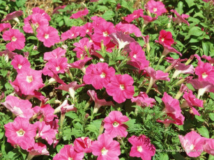 Картинка цветы петунии калибрахоа