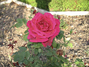 Картинка цветы розы