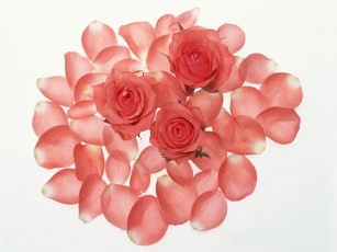 Картинка цветы розы