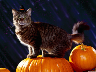 Картинка животные коты