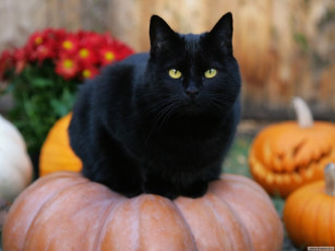 Картинка животные коты