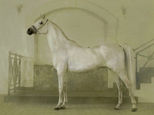 Картинка животные лошади