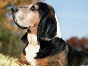 Картинка животные собаки