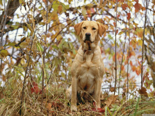 Картинка животные собаки