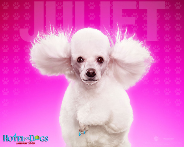 Обои картинки фото hotel, for, dogs, кино, фильмы