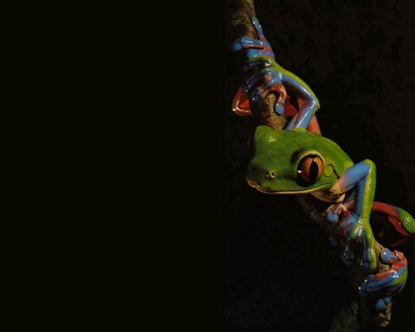 Обои картинки фото животные, лягушки