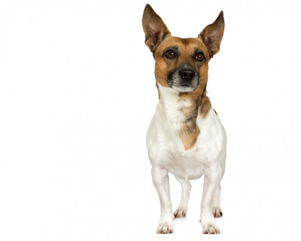 Обои картинки фото животные, собаки