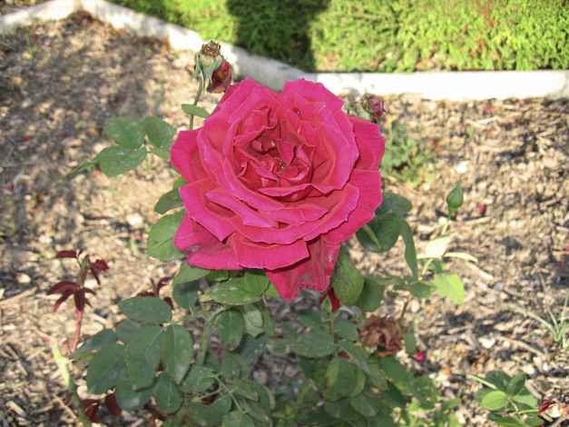 Обои картинки фото цветы, розы