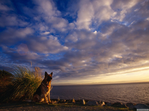 Обои картинки фото животные, собаки