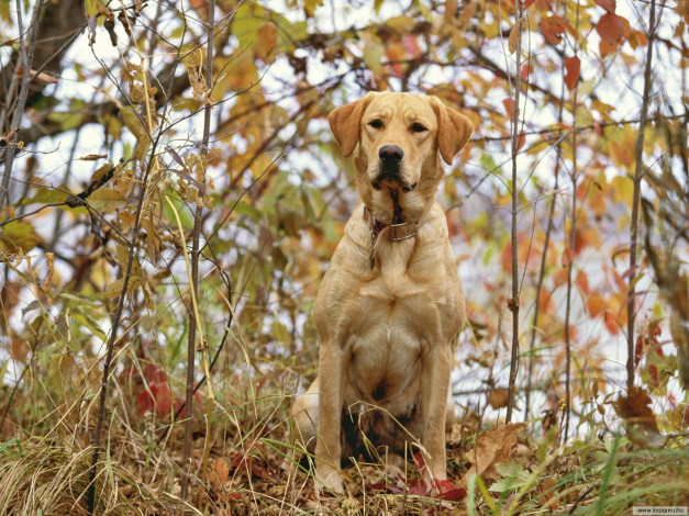 Обои картинки фото животные, собаки