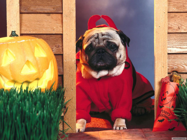 Обои картинки фото животные, собаки