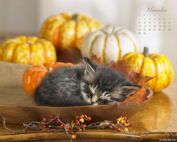 Обои картинки фото календари, животные