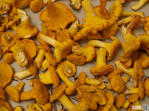 Картинка еда грибы грибные блюда лисички