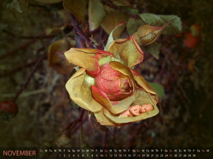 Картинка календари дети сон роза малыш