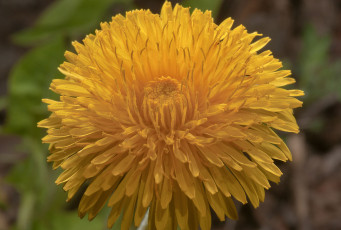 Картинка цветы одуванчики бутон