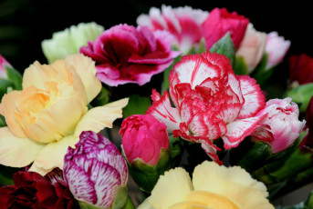 Картинка цветы гвоздики пестрый разноцветный