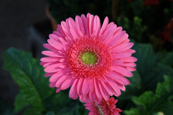 Картинка цветы герберы бутон