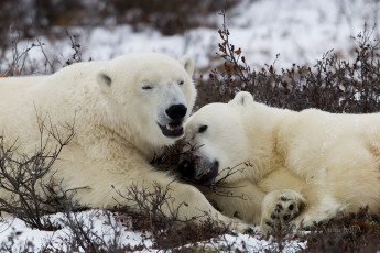 Картинка животные медведи хищники белый