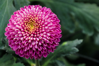 обоя цветы, хризантемы, малиновый, круглый