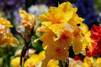 Картинка цветы канна желтый пестрый