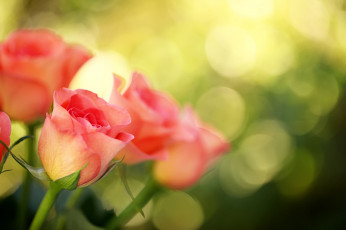 Картинка цветы розы розовый бутоны