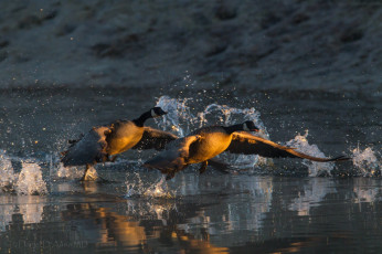 Картинка животные гуси взлет вода крылья