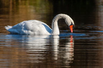 Картинка животные лебеди белый шипун вода шея