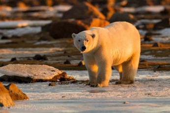 Картинка животные медведи белый