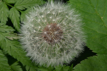 Картинка цветы одуванчики одуванчик