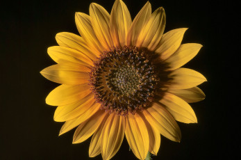 Картинка цветы подсолнухи подсолнух