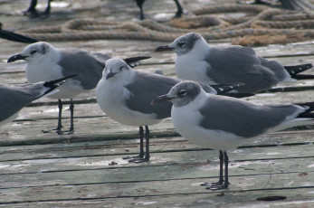Картинка животные Чайки бакланы крачки чайки
