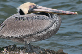 Картинка животные пеликаны пеликан