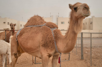 Картинка животные верблюды верблюд
