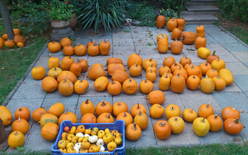 Картинка еда тыква тыквы