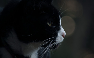 Картинка животные коты морда кот