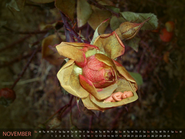 Обои картинки фото календари, дети, сон, роза, малыш