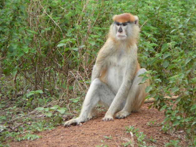 Обои картинки фото животные, обезьяны, обезяна