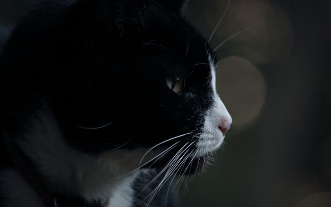 Обои картинки фото животные, коты, морда, кот