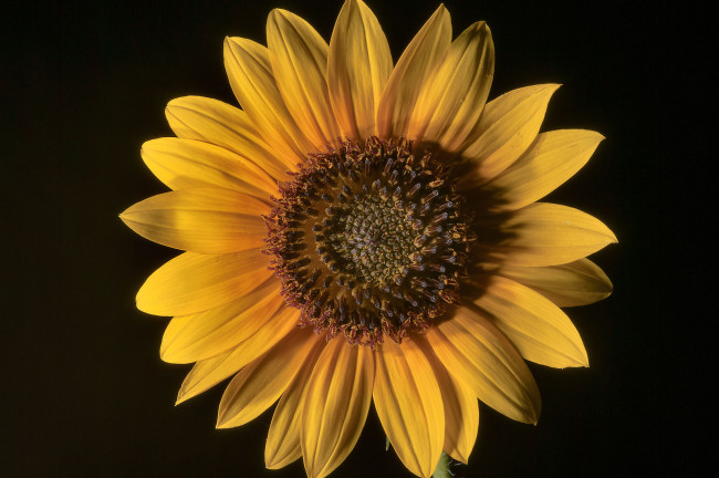 Обои картинки фото цветы, подсолнухи, подсолнух