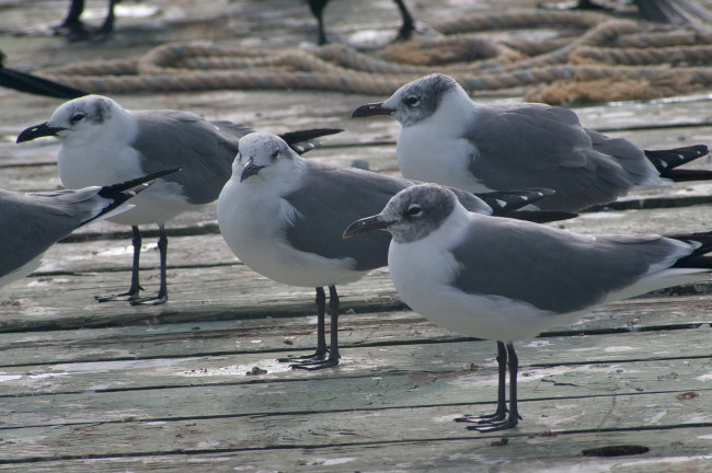 Обои картинки фото животные, Чайки, бакланы, крачки, чайки