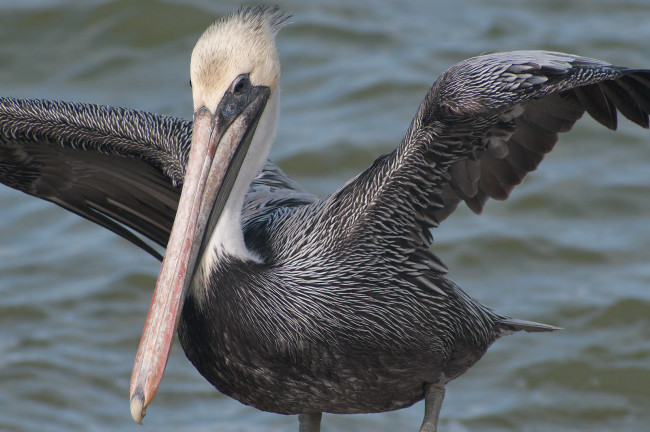 Обои картинки фото животные, пеликаны, пеликан